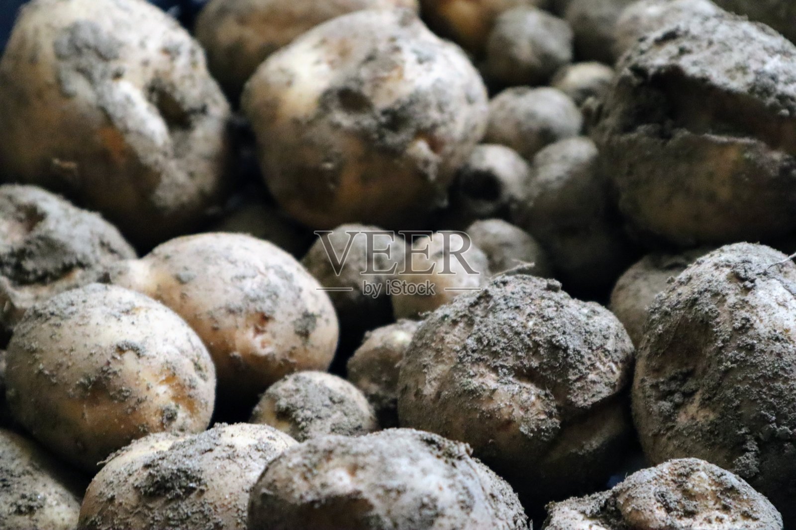 新鲜收获的土豆照片摄影图片