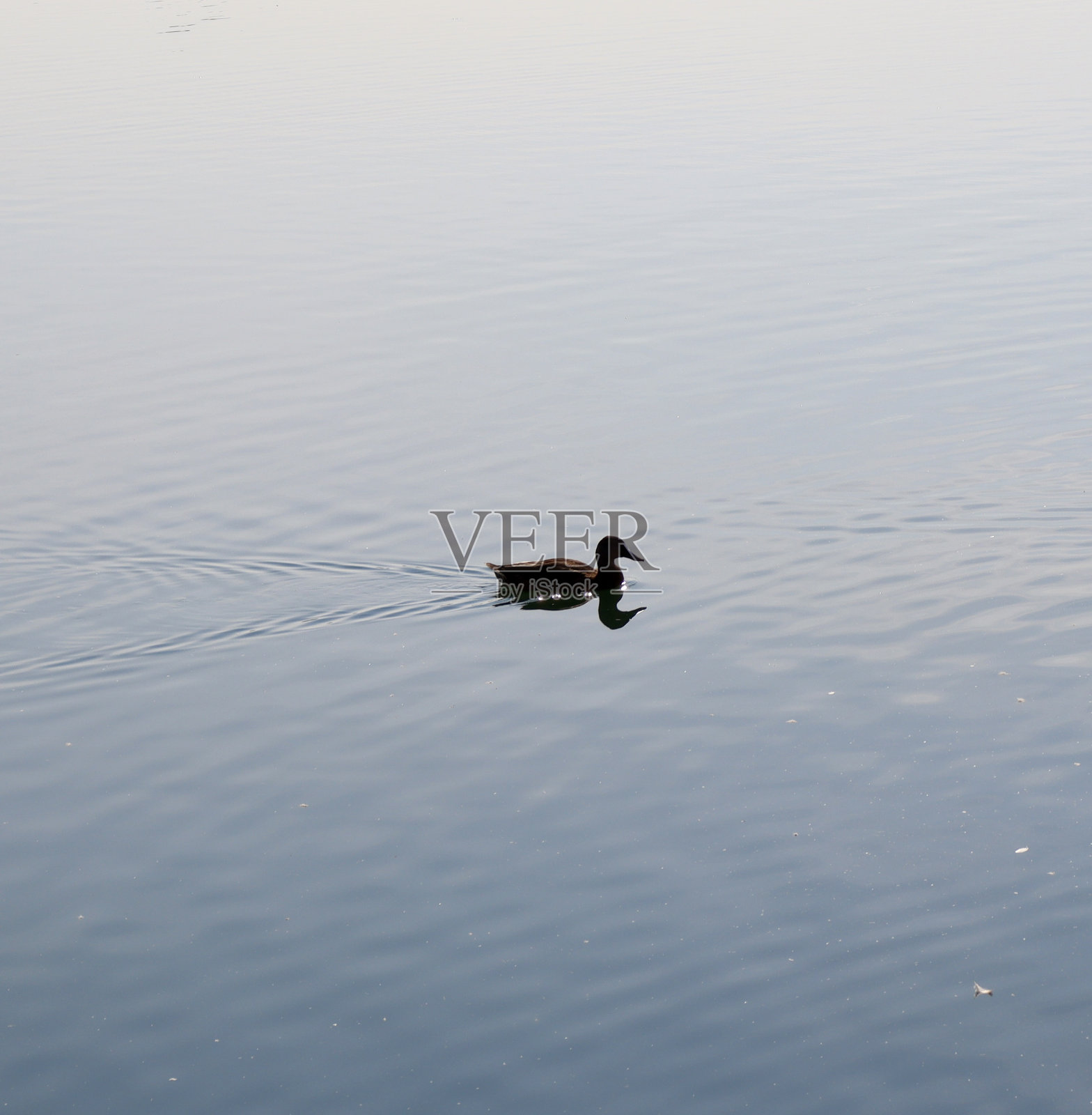 鸭子的剪影照片摄影图片