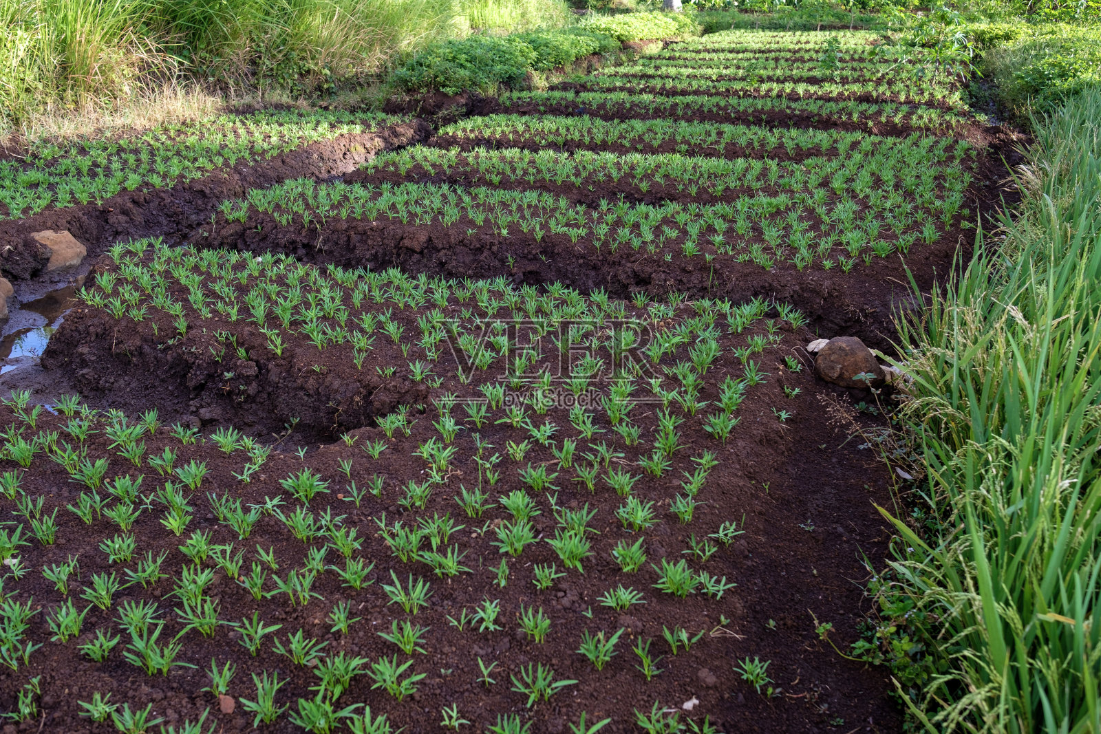 西爪哇的古宁安照片摄影图片
