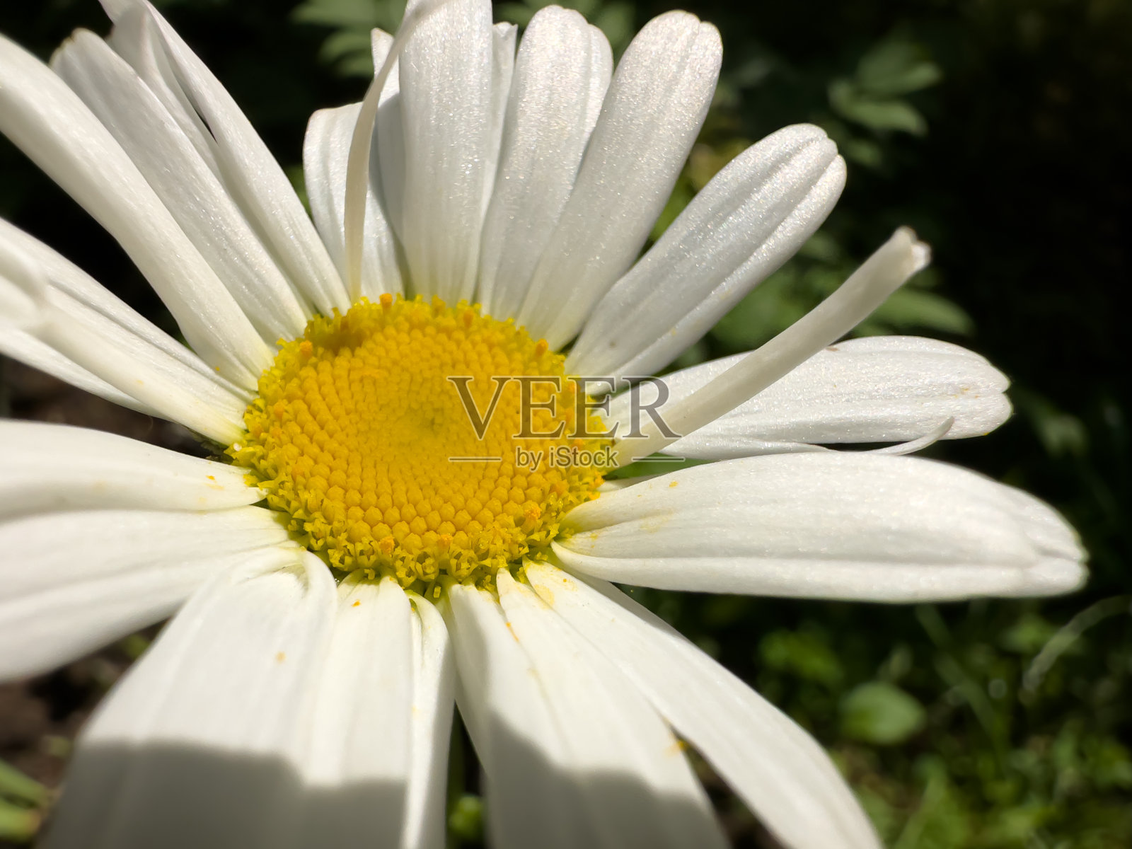 洋甘菊属于菊科多年生植物照片摄影图片