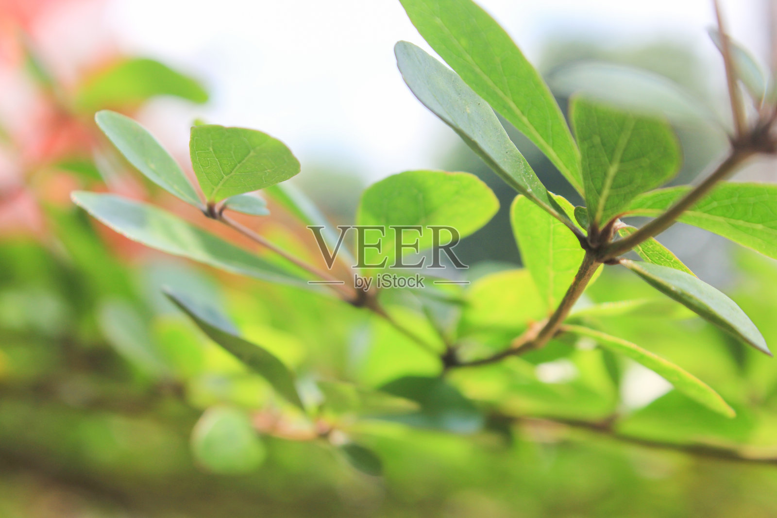 选择性聚焦近距离拍摄自然花园中新鲜的绿色鸢尾叶照片摄影图片