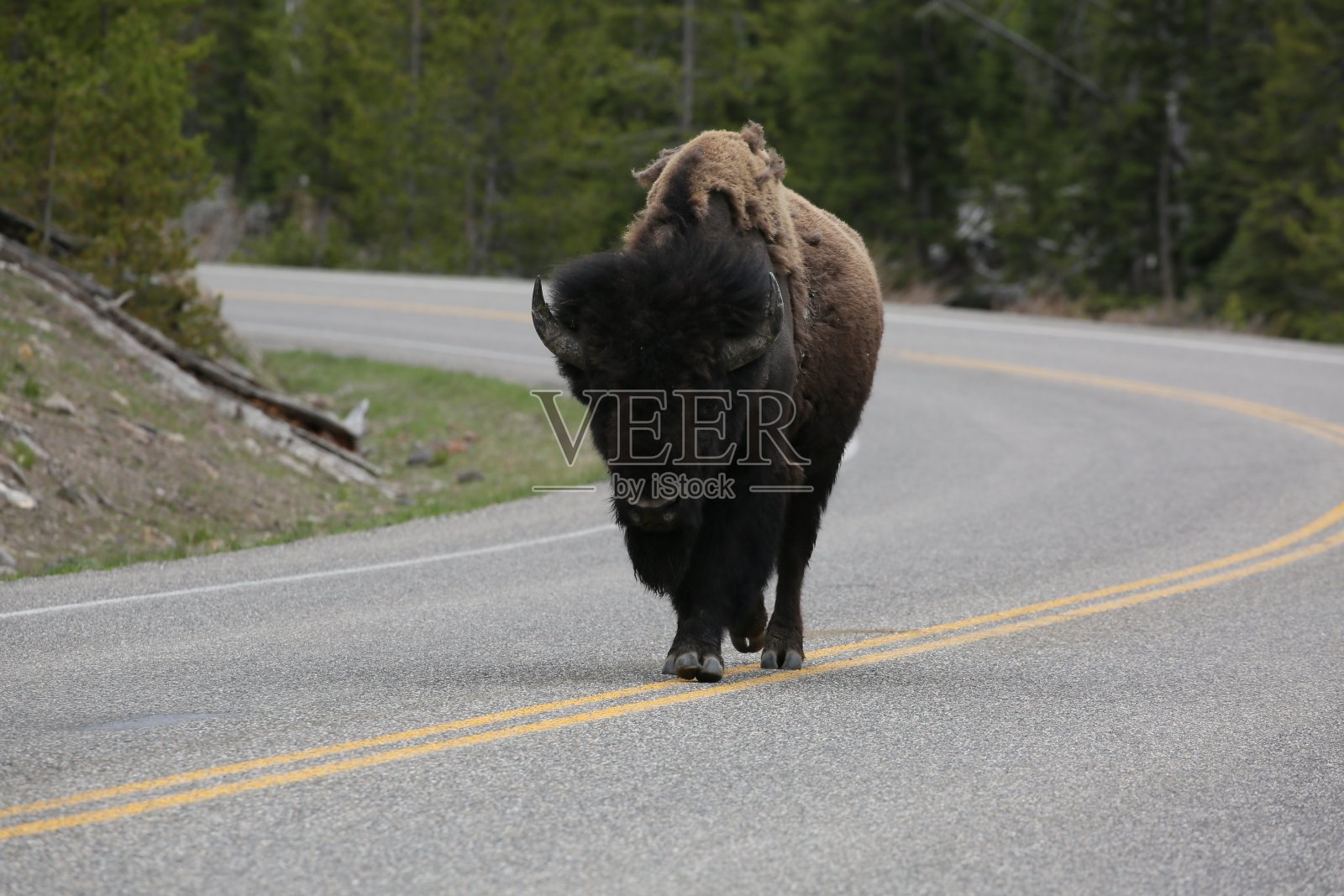 水牛照片摄影图片