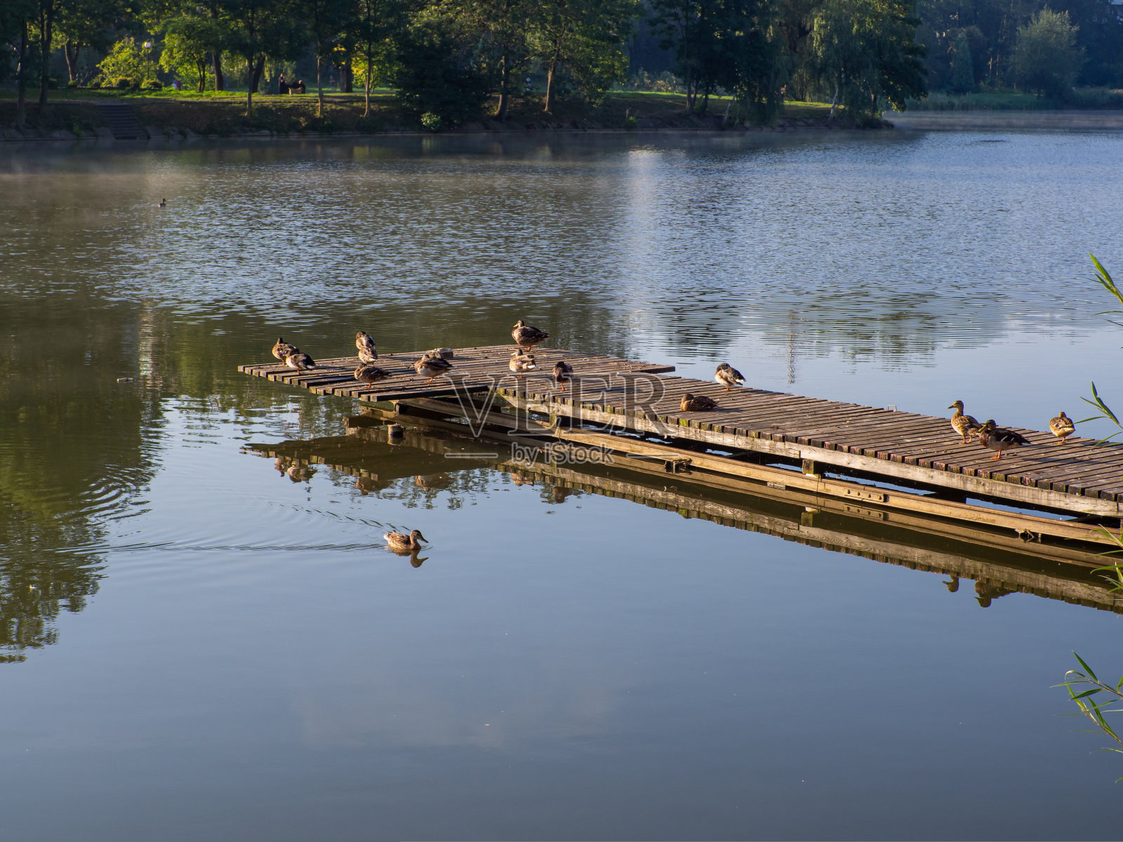 一群灰色的鸭子在蓝色的海水中游泳,站在码头上。照片摄影图片