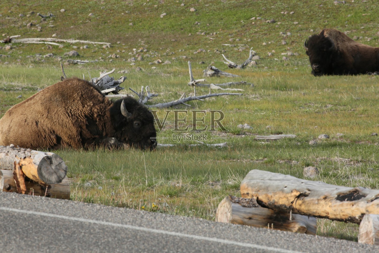水牛照片摄影图片