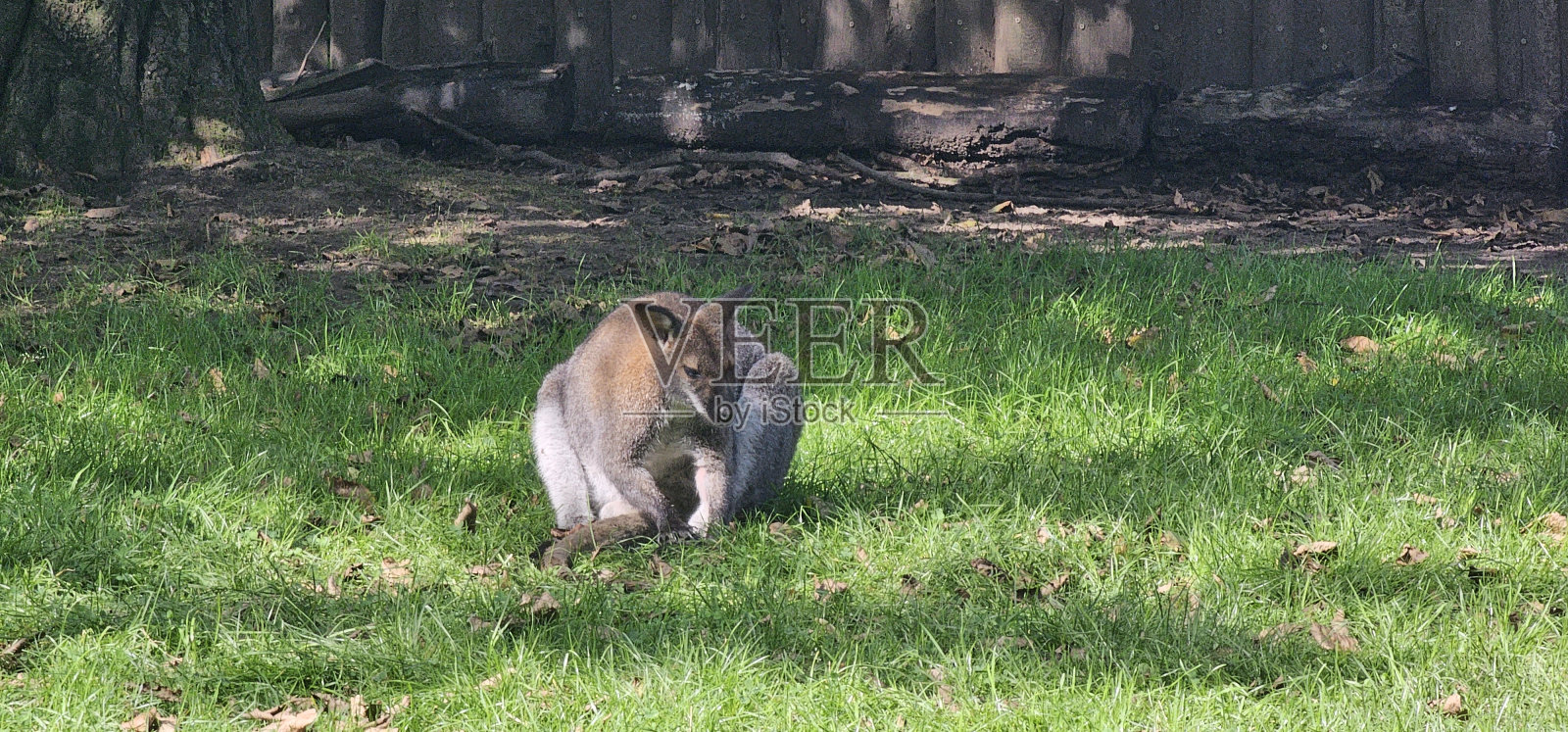动物园里的小袋鼠(Notamacropus),有足够的空间和大片的绿色草地照片摄影图片