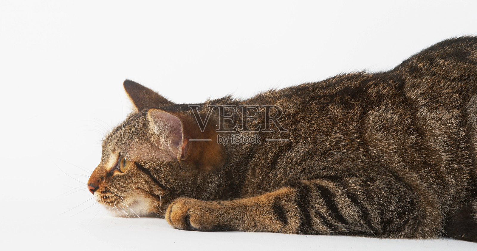 白色背景的棕色虎斑家猫照片摄影图片
