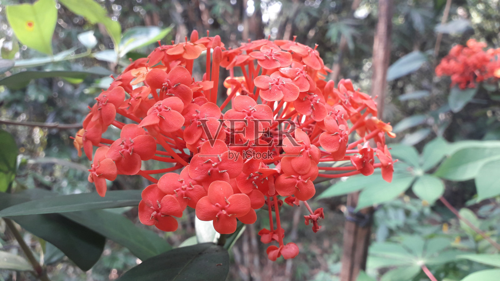 美丽的红色阿育花或索卡花与绿叶在花园里照片摄影图片