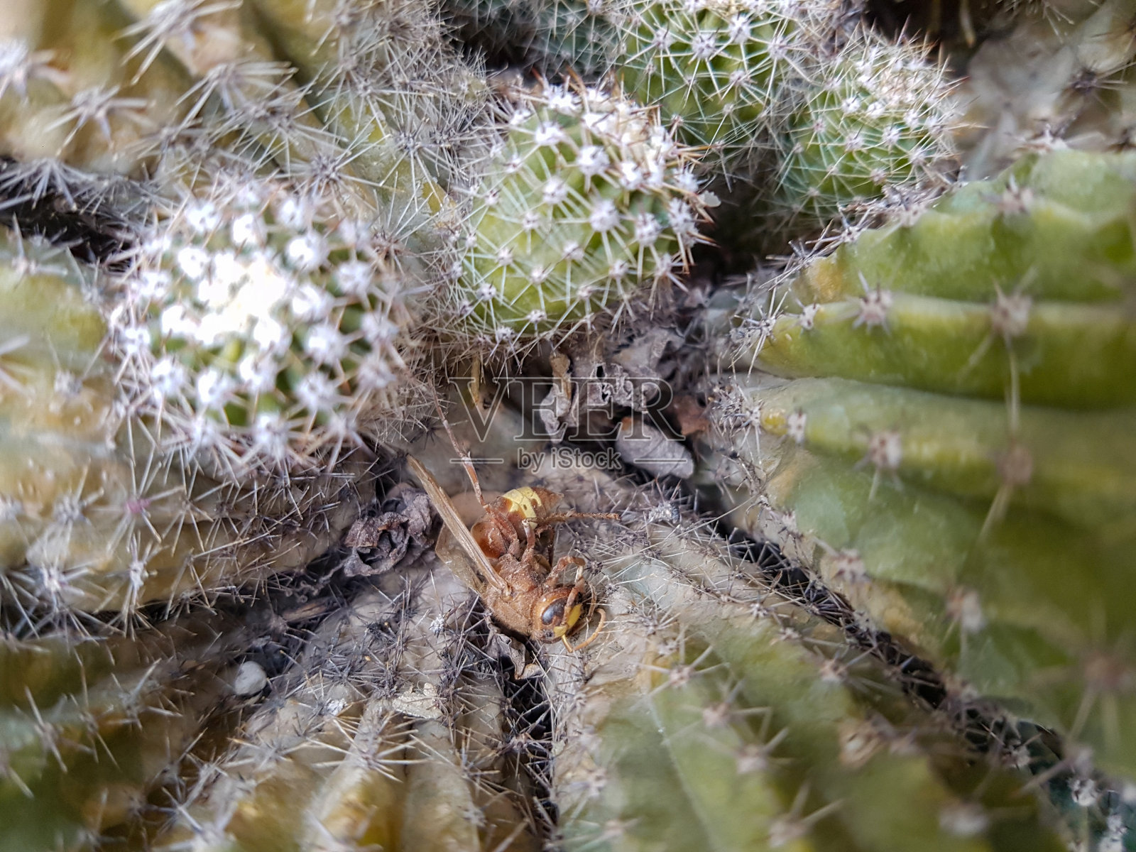 庭院植物设计照片摄影图片