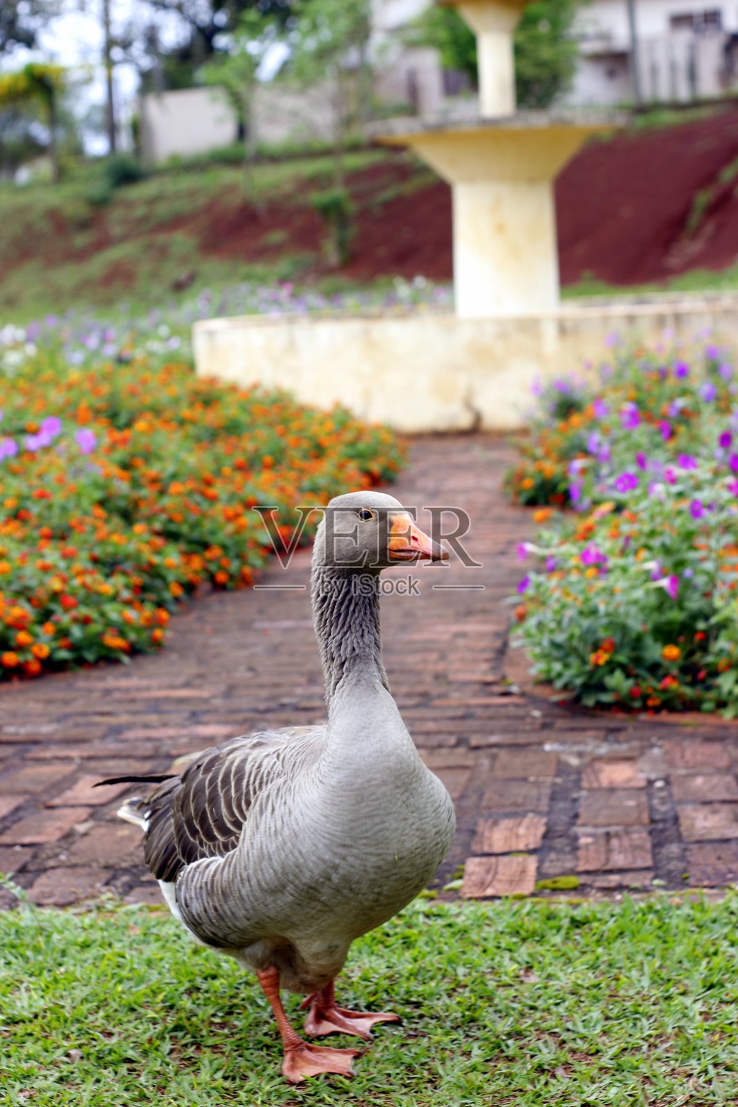 花钩照片摄影图片