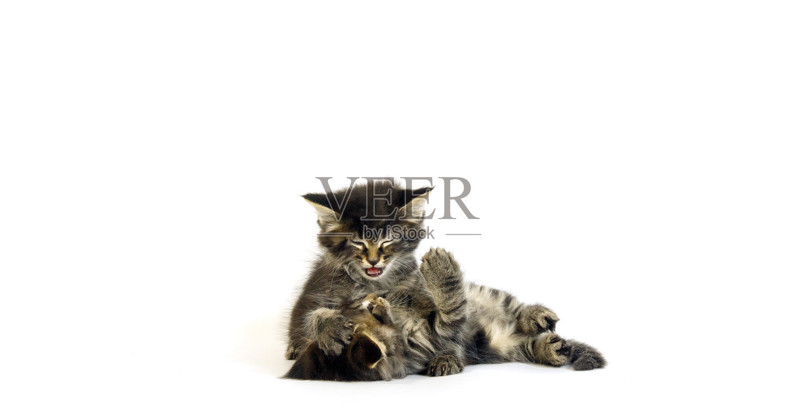 棕色斑点斑猫缅因库恩家猫,小猫在白色背景下玩耍,法国诺曼底照片摄影图片