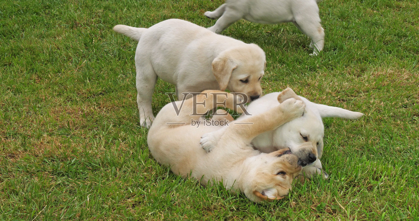 黄色拉布拉多猎犬,一群小狗在法国诺曼底的草坪上玩耍照片摄影图片