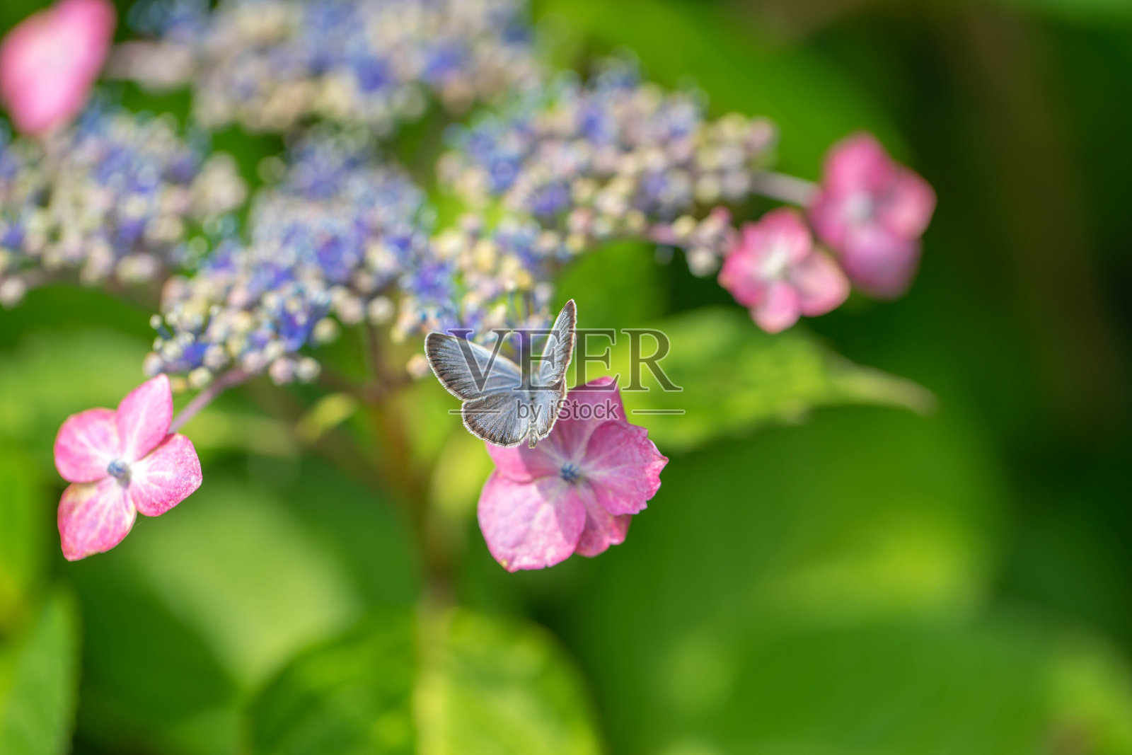 绣球花照片摄影图片