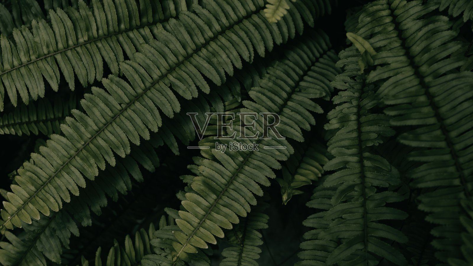 热带蕨叶照片摄影图片
