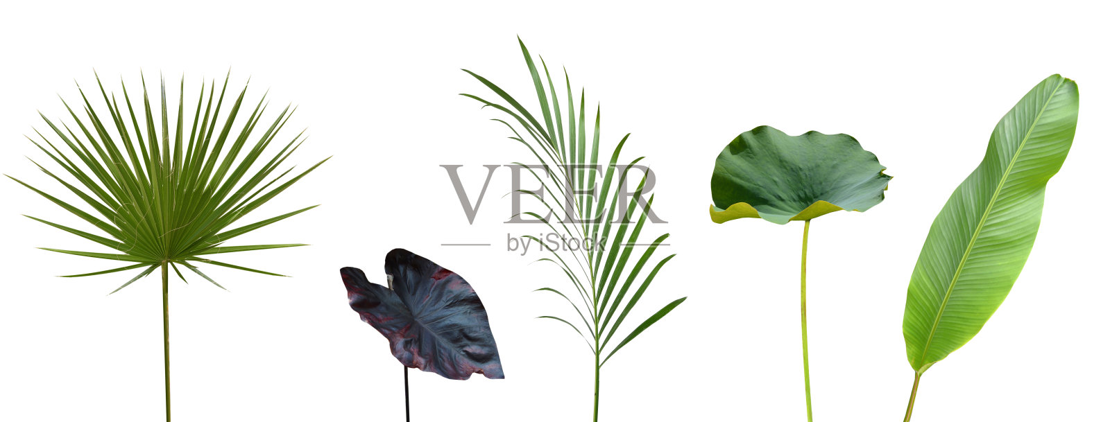 夏天的绿叶照片摄影图片