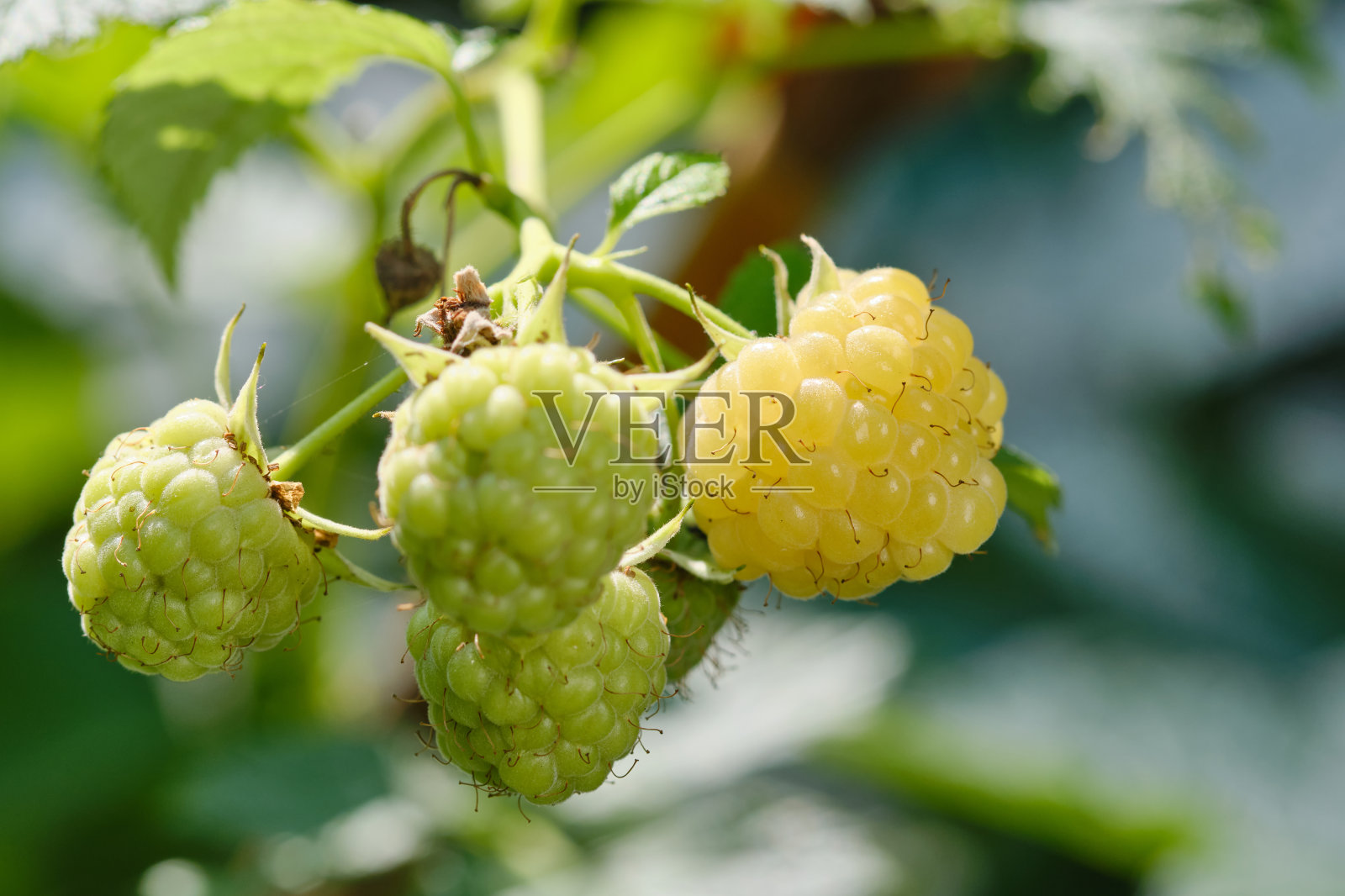 灌木上的黄色覆盆子照片摄影图片