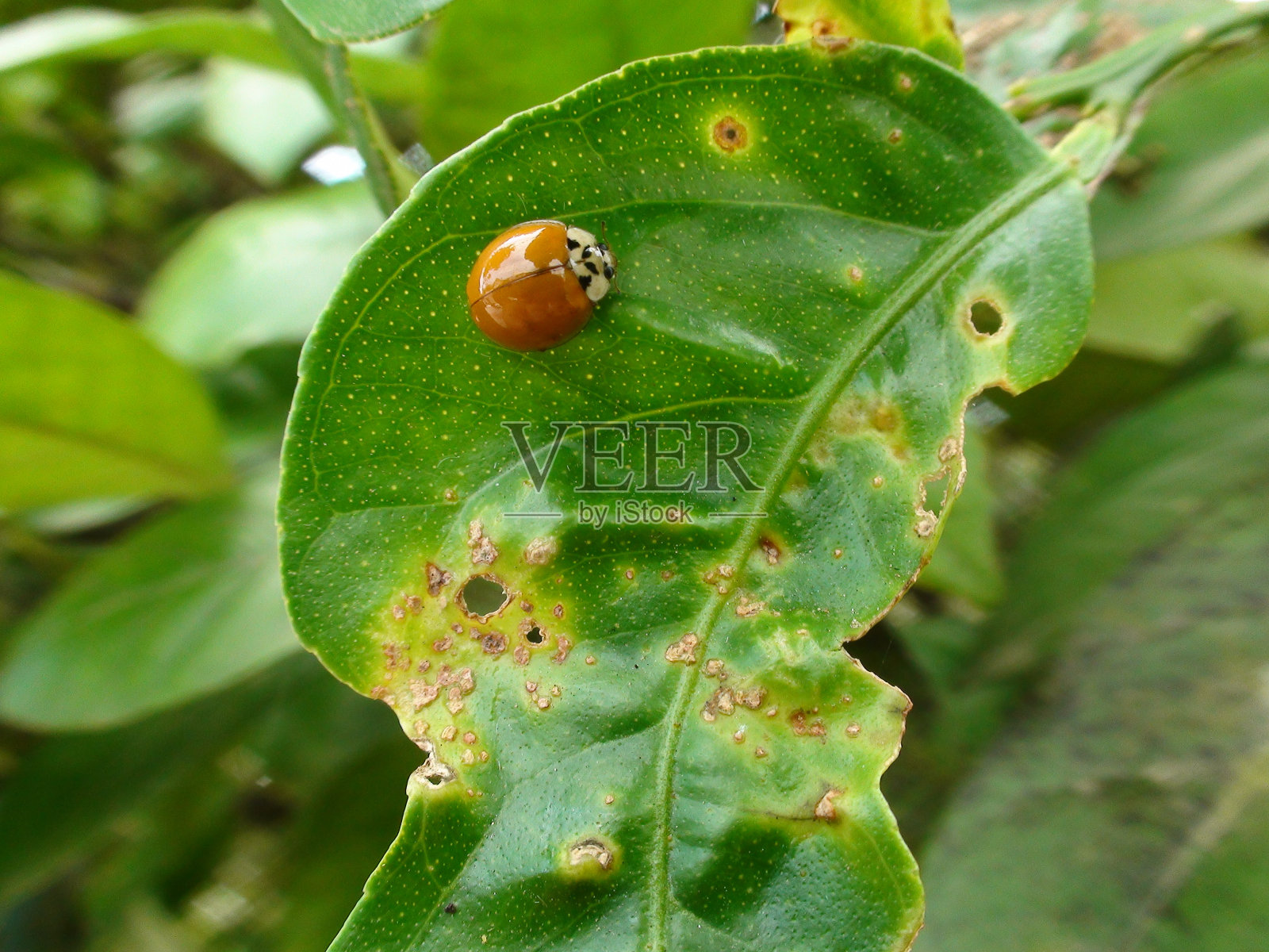 昆虫甲虫-鞘翅目照片摄影图片