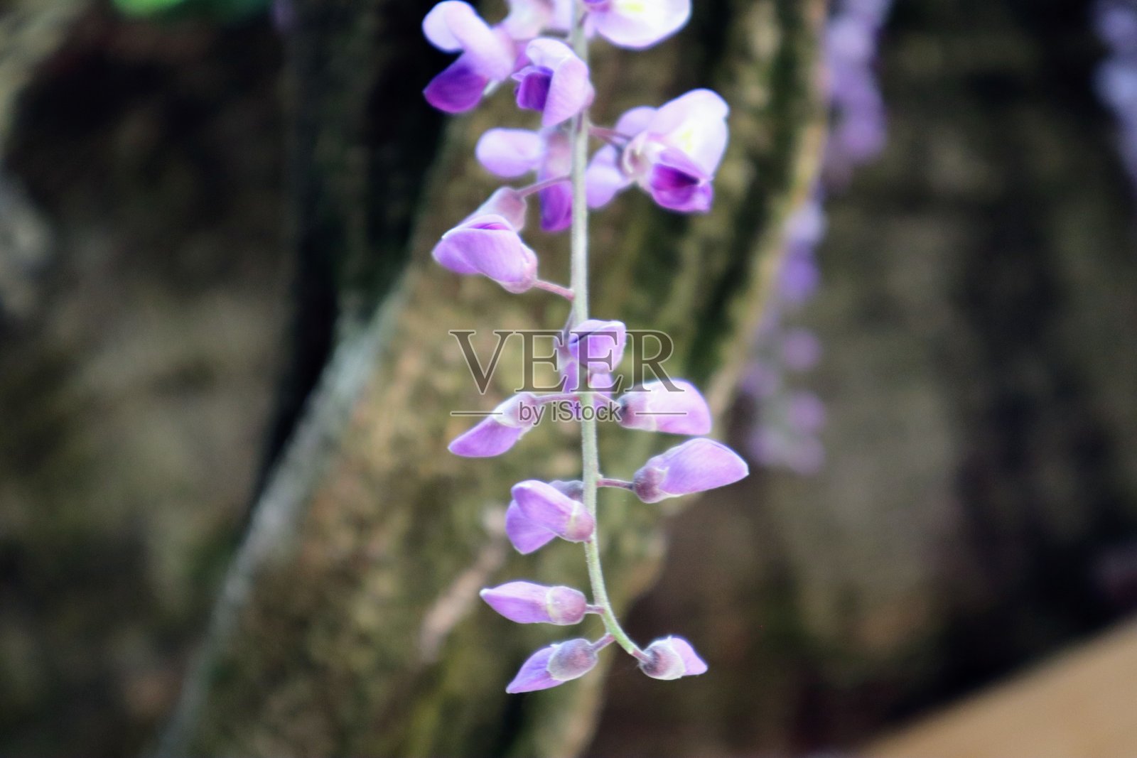 日本美丽的紫藤花照片摄影图片