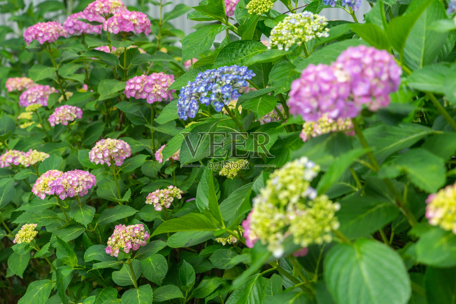 绣球花照片摄影图片