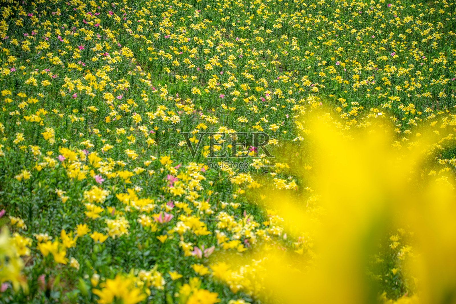莉莉照片摄影图片