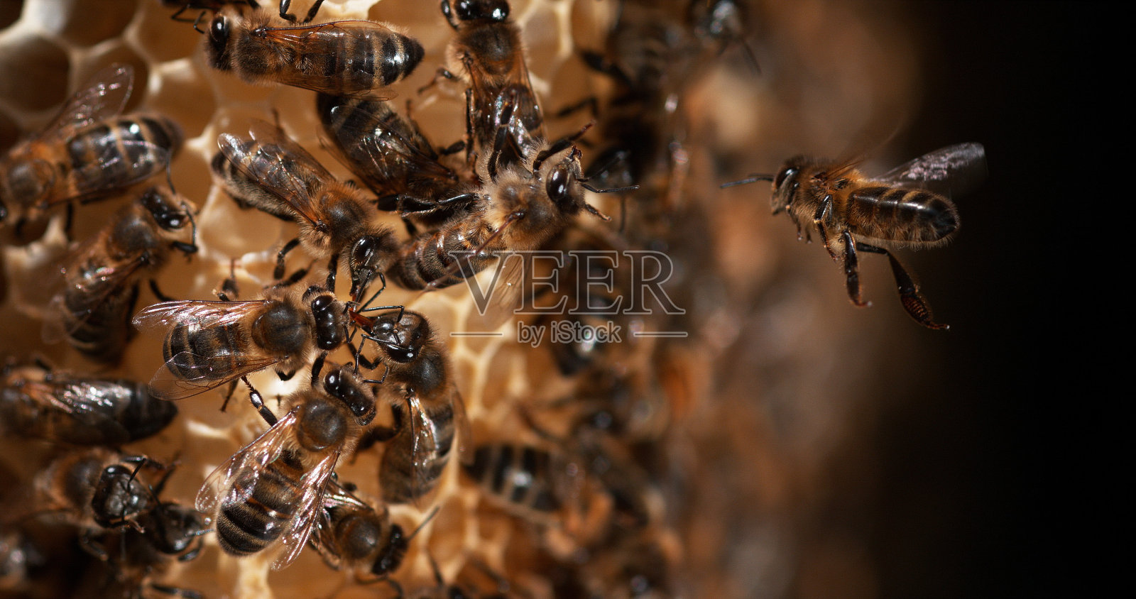 欧洲蜜蜂,欧洲蜜蜂,黑蜂在诺曼底的野生光线,产卵,蜂巢上照片摄影图片