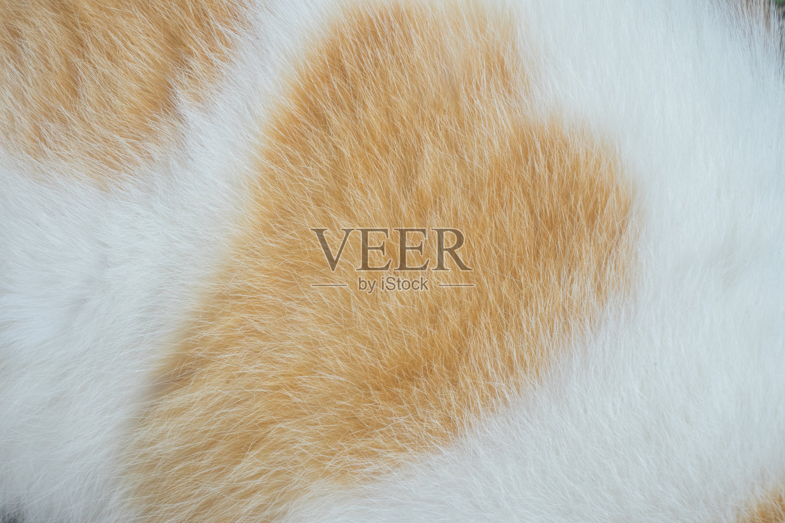 猫毛特写黄白色细节背景照片摄影图片