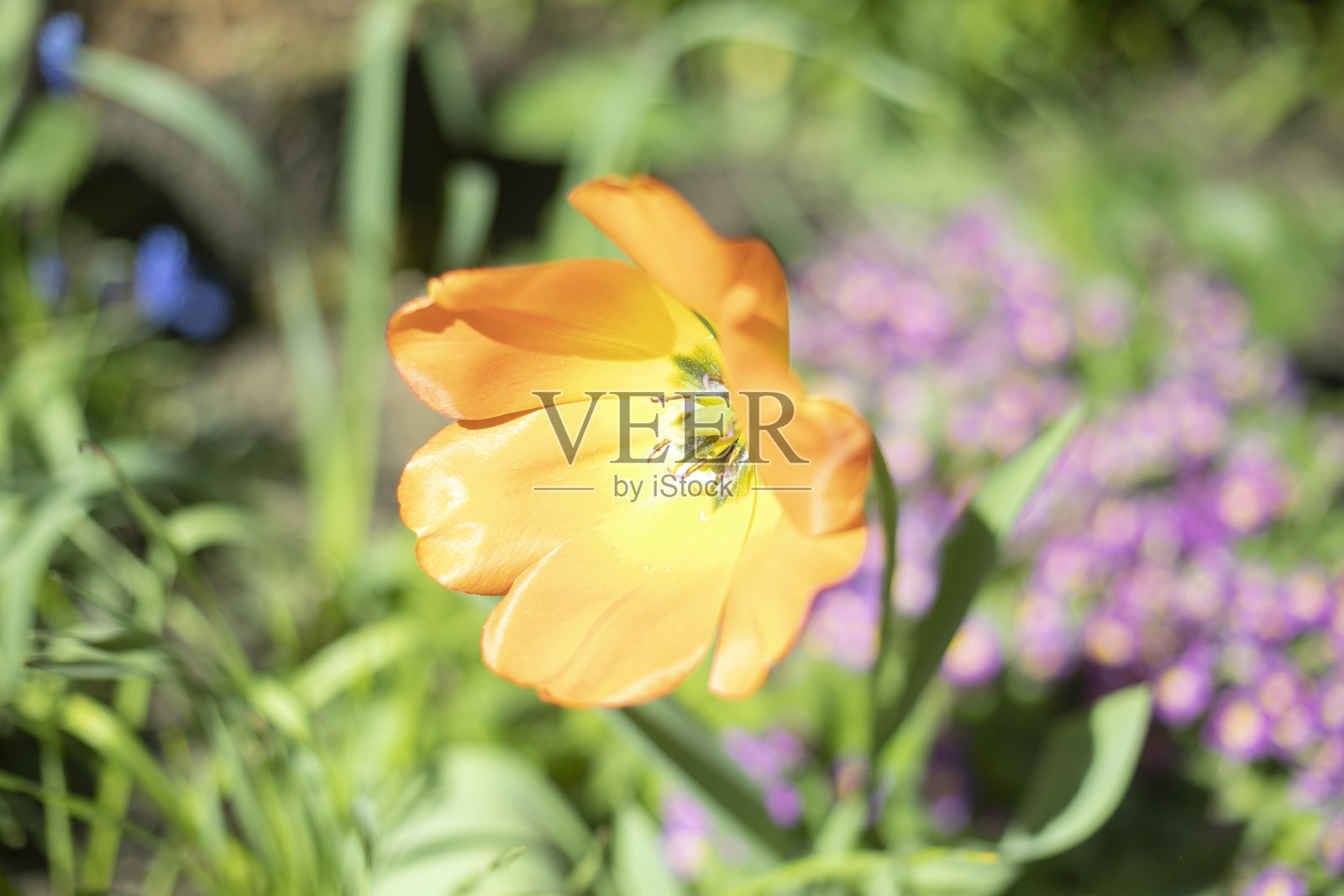 花园里的橙花。夏天的花园。大自然的细节。照片摄影图片