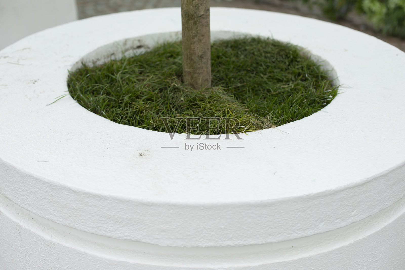 公园里树的白色花盆。植物花坛。公园设施。照片摄影图片