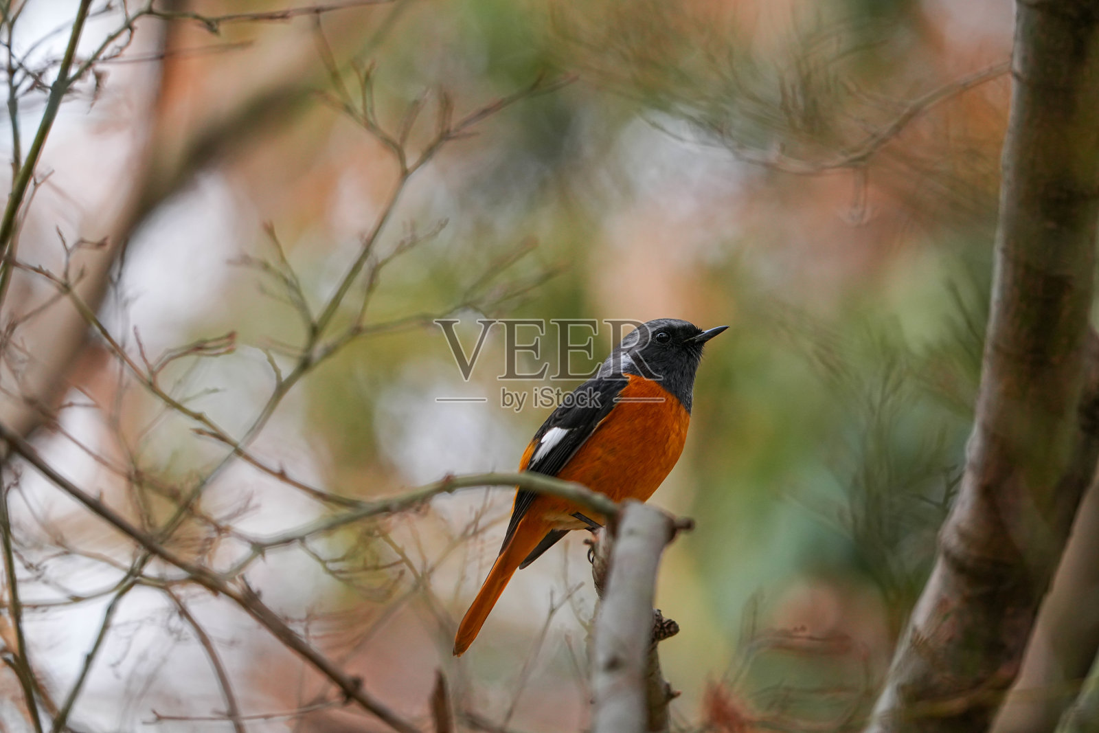 野生鸟类照片摄影图片