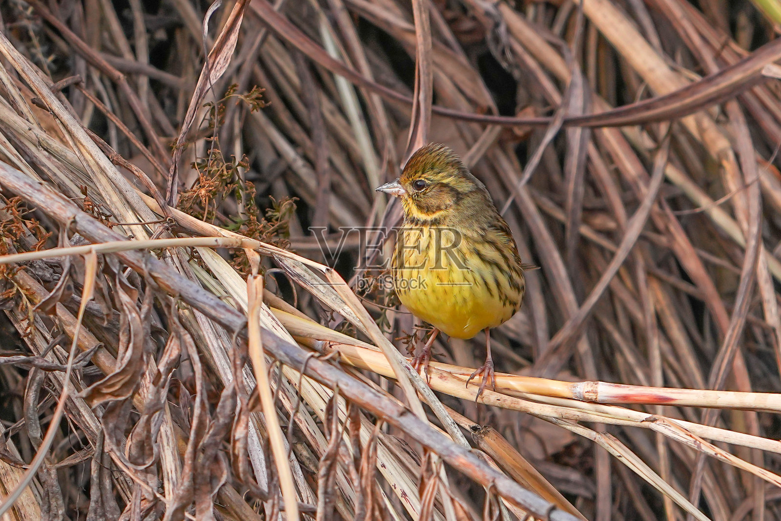 野生鸟类照片摄影图片