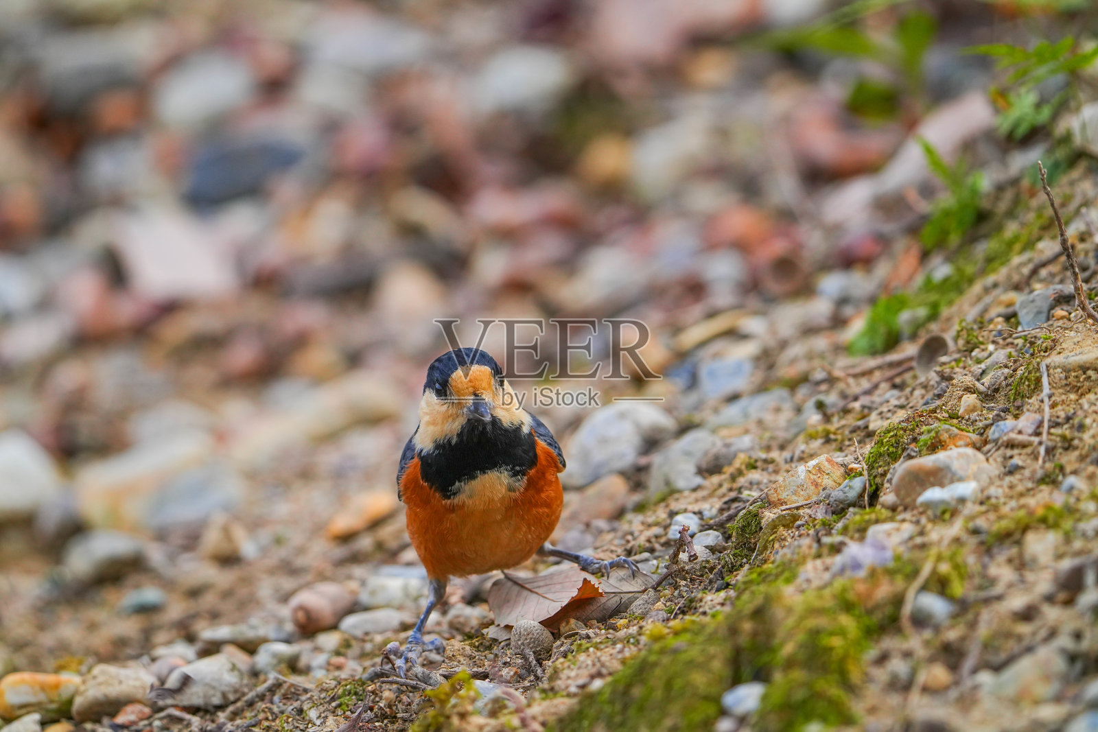 野生鸟类照片摄影图片