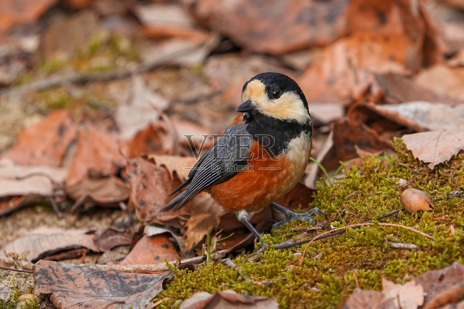 道里亚红尾鸲照片摄影图片