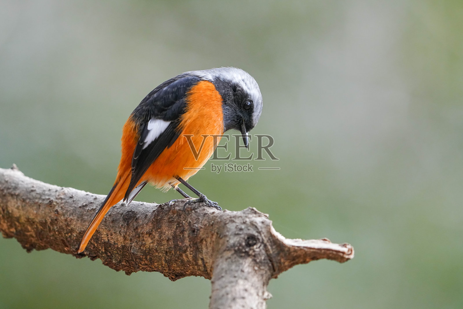 道里亚红尾鸲照片摄影图片