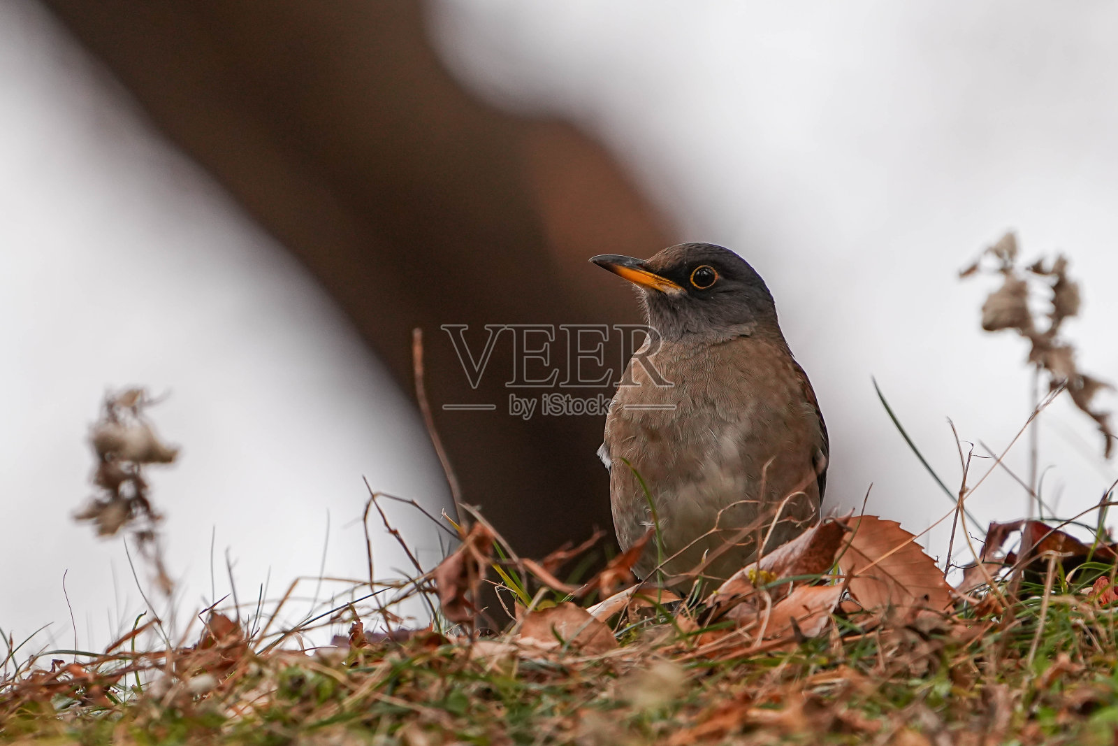 道里亚红尾鸲照片摄影图片