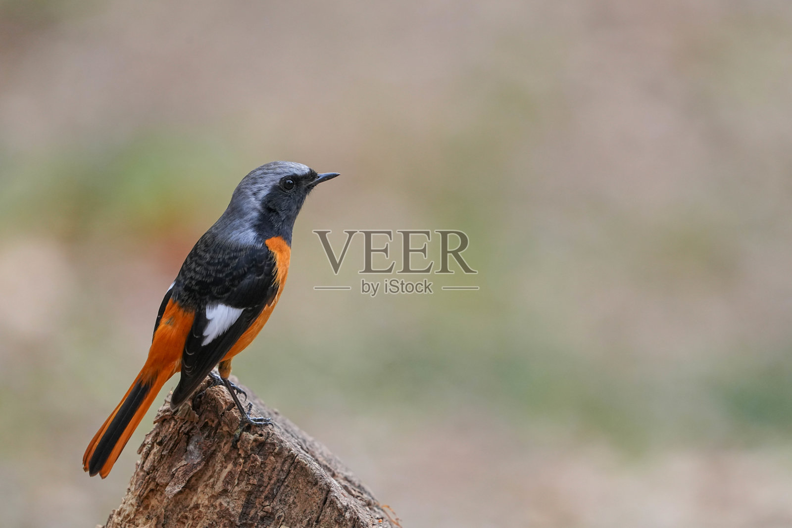 道里亚红尾鸲照片摄影图片