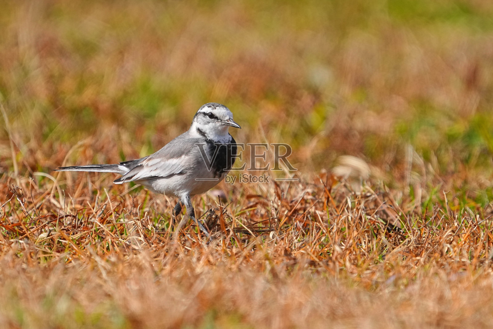野生鸟类照片摄影图片