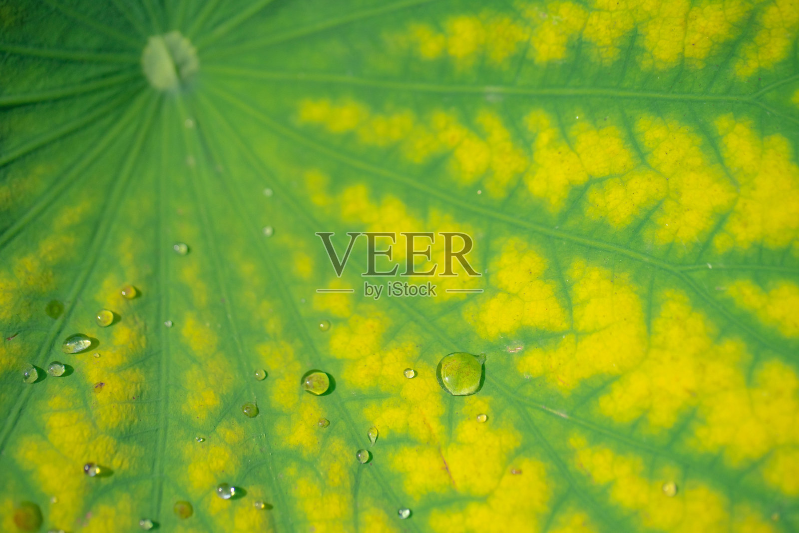 莲花照片摄影图片