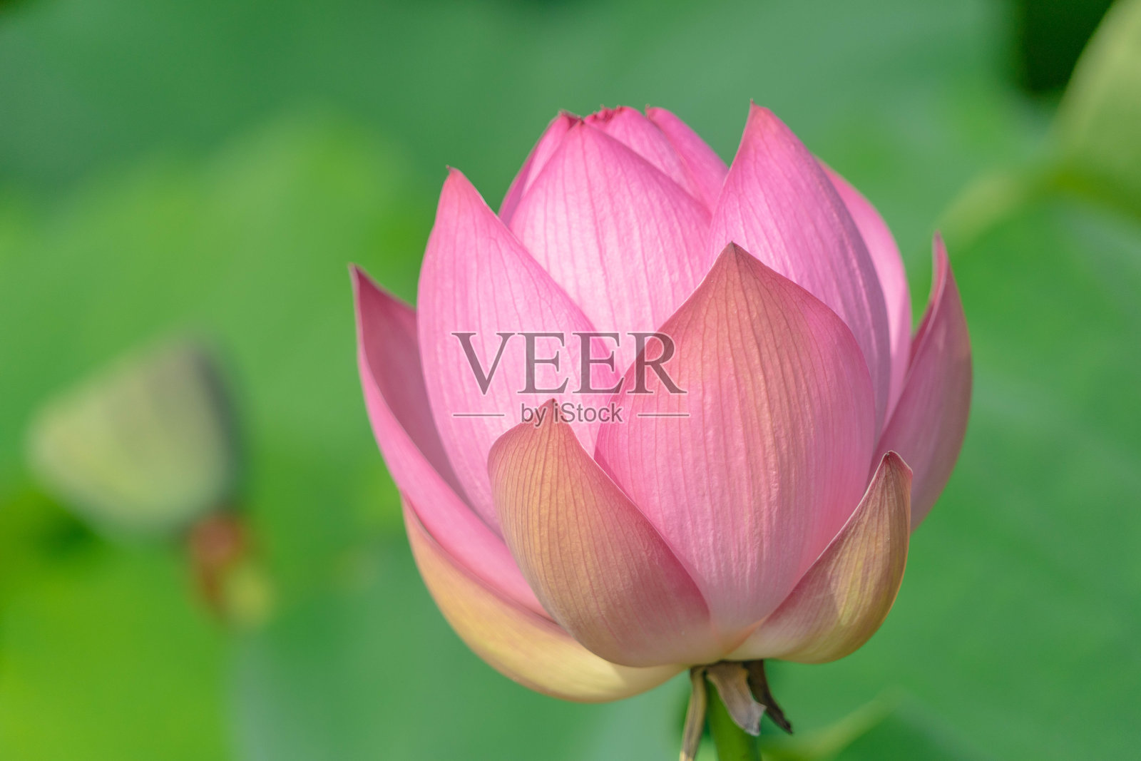 莲花照片摄影图片