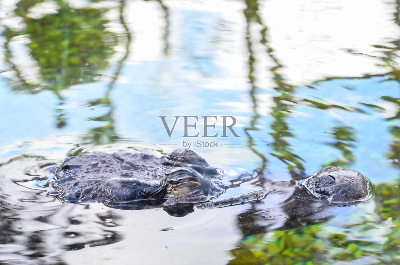 两栖类史前鳄鱼照片摄影图片