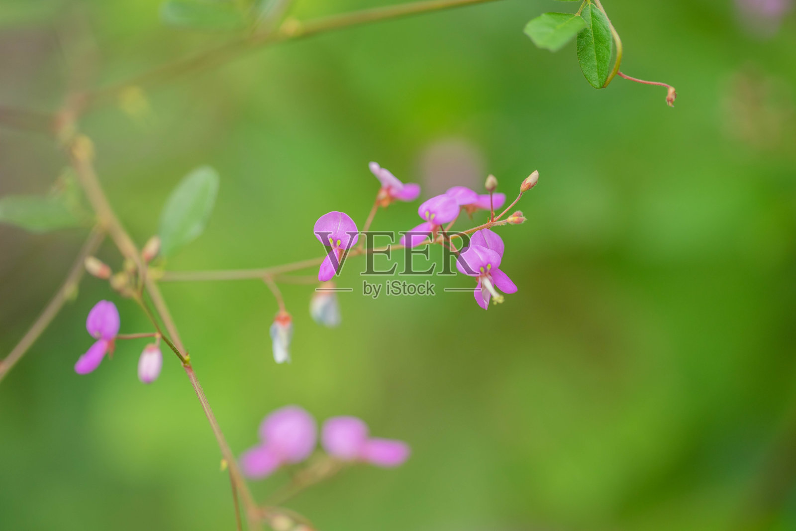 布什三叶草照片摄影图片