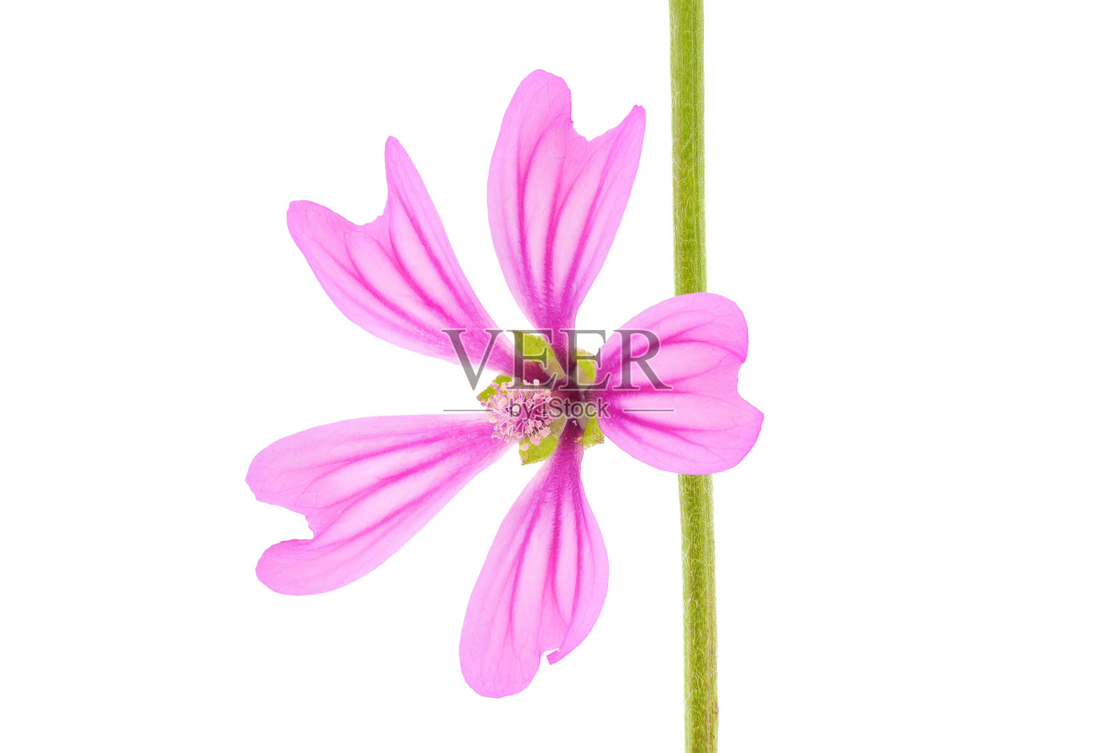 白色背景上分离的普通锦葵花,锦葵照片摄影图片