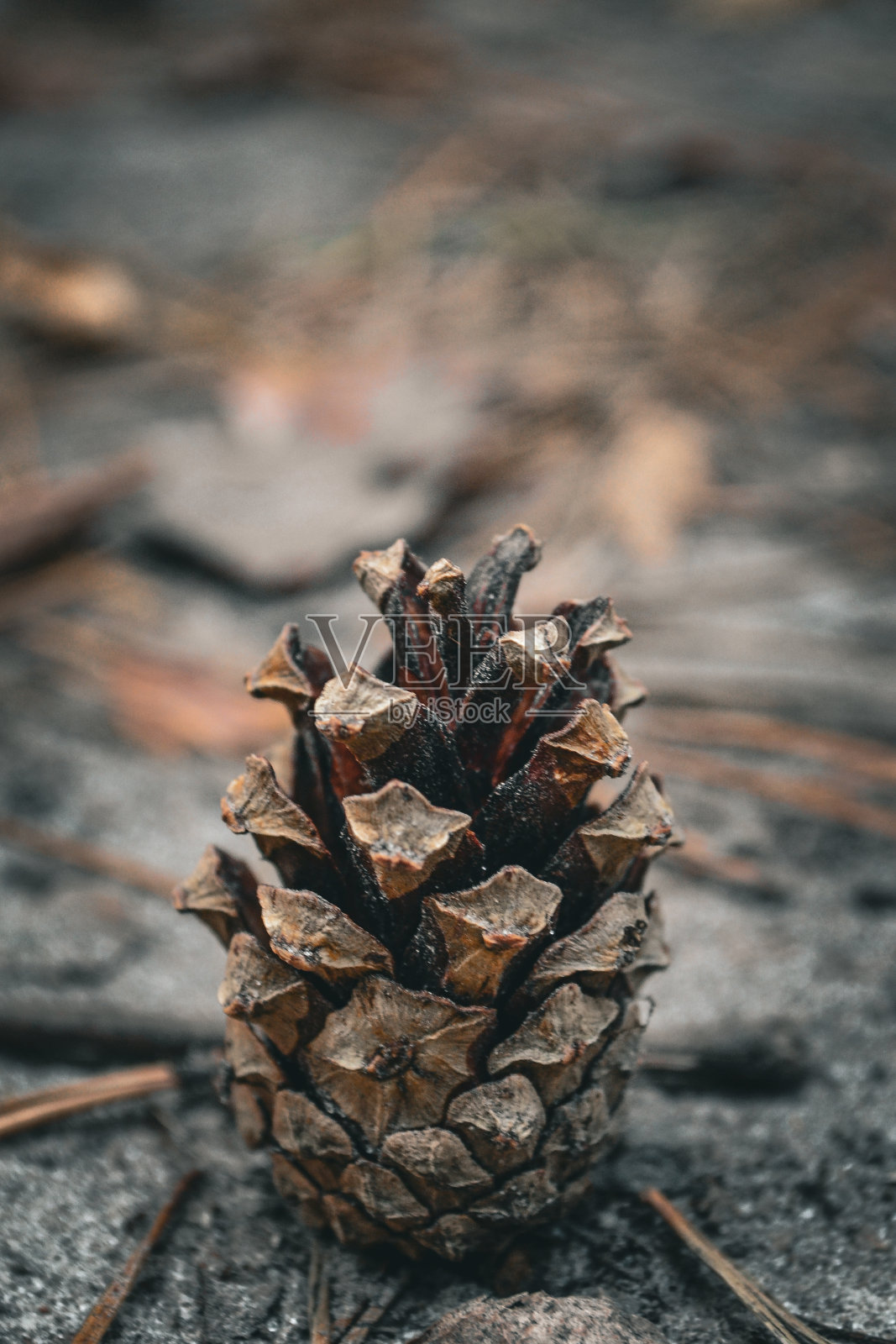 森林里的松果照片摄影图片