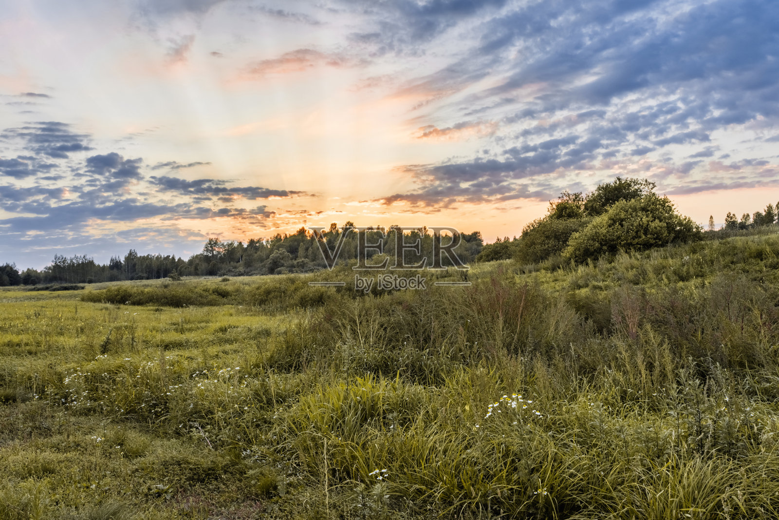 秋天的田野,有许多不同的植物和花朵,灌木和森林在日落的地平线上。自然景观背景照片摄影图片