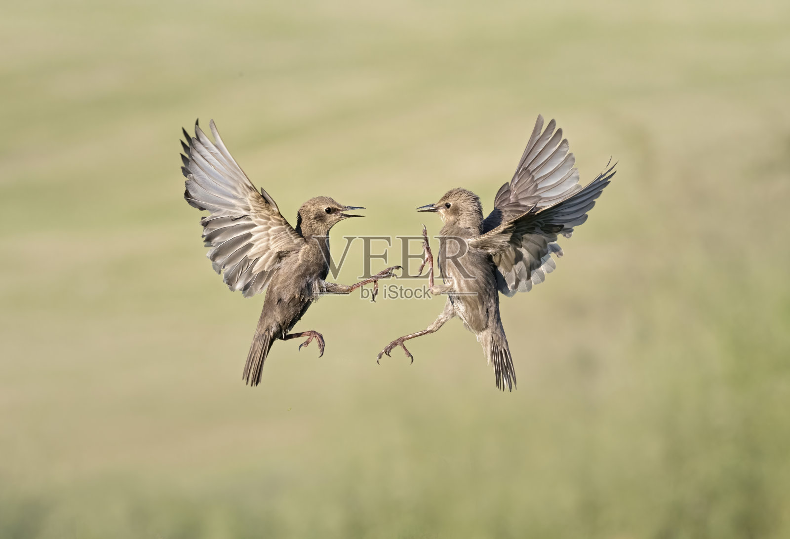 两只欧椋鸟在打架照片摄影图片
