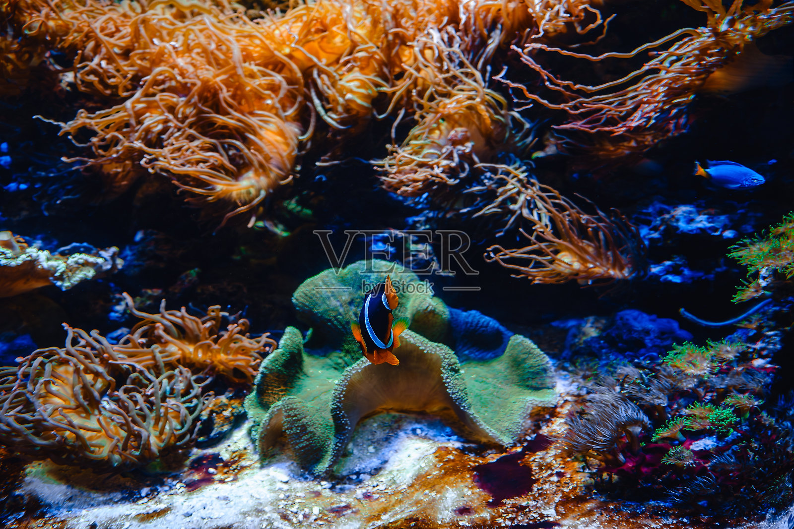 珊瑚礁和热带鱼照片摄影图片