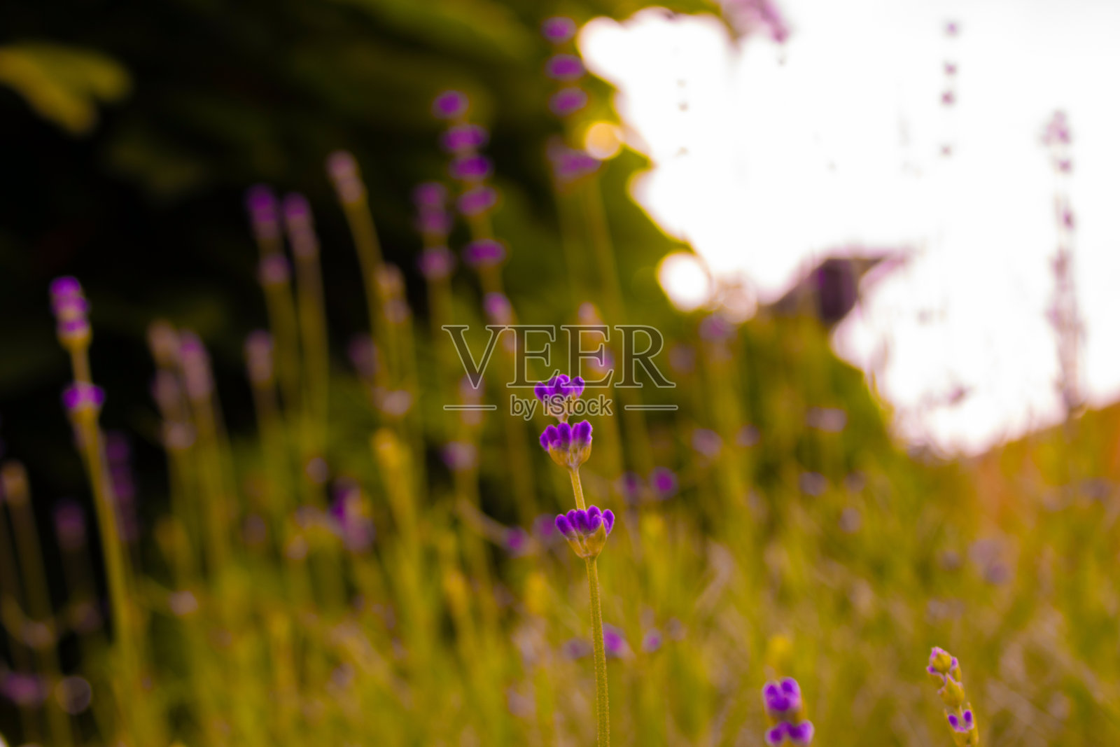 鲜艳的紫色植物,背景是褪色的秋草照片摄影图片