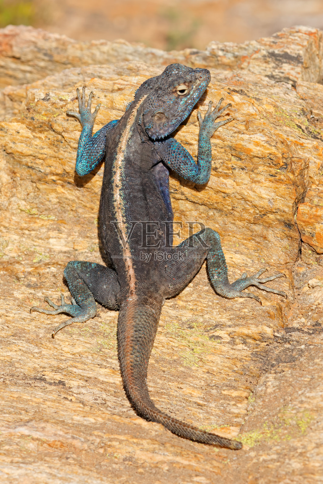 男南岩阿迦玛(阿迦玛特拉)坐在岩石上,南非照片摄影图片