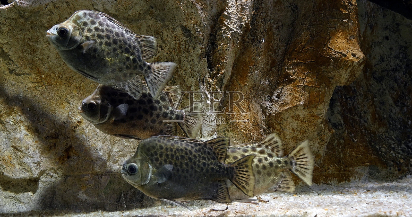 斑点鱼,泥鳅,斑点鱼,泥鳅照片摄影图片