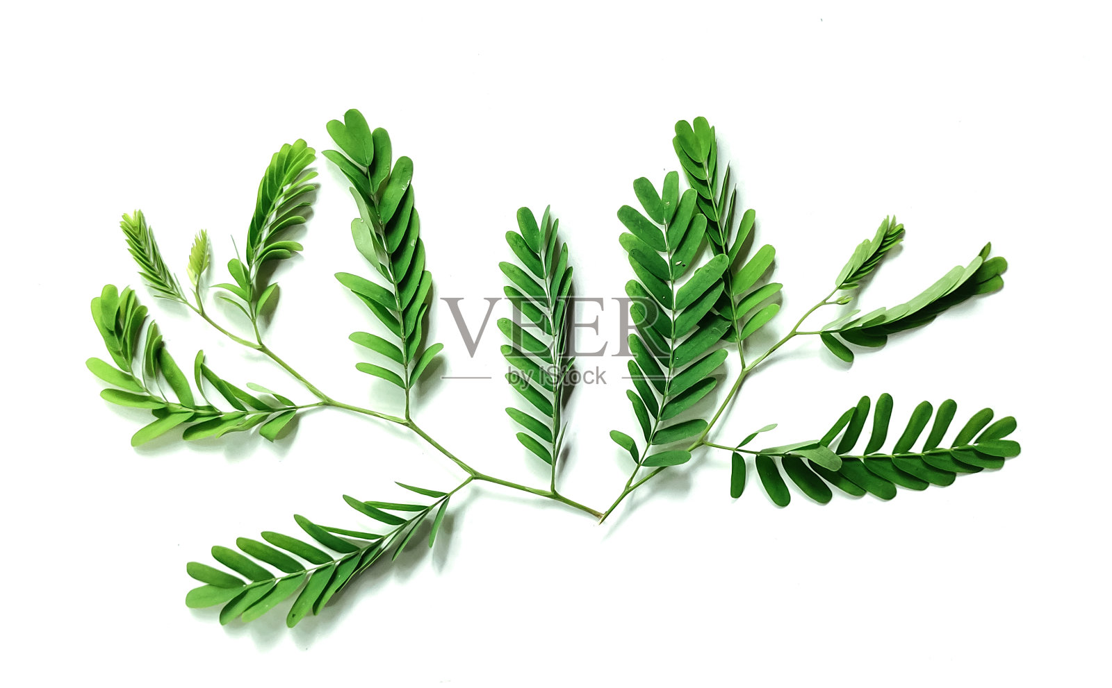 绿叶和根的植物,白底孤立的绿叶,白底孤立的热带绿叶绿叶照片摄影图片