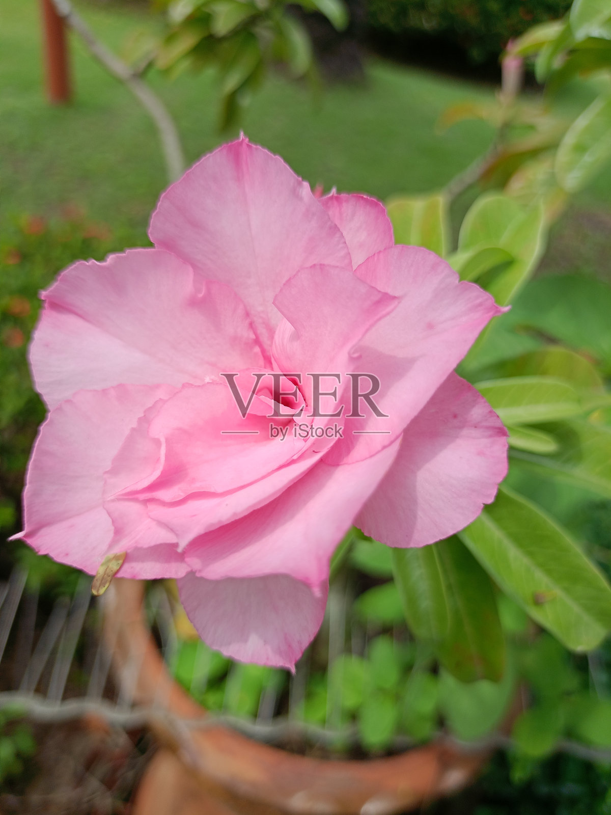 粉红色的花朵盛开,美丽自然照片摄影图片