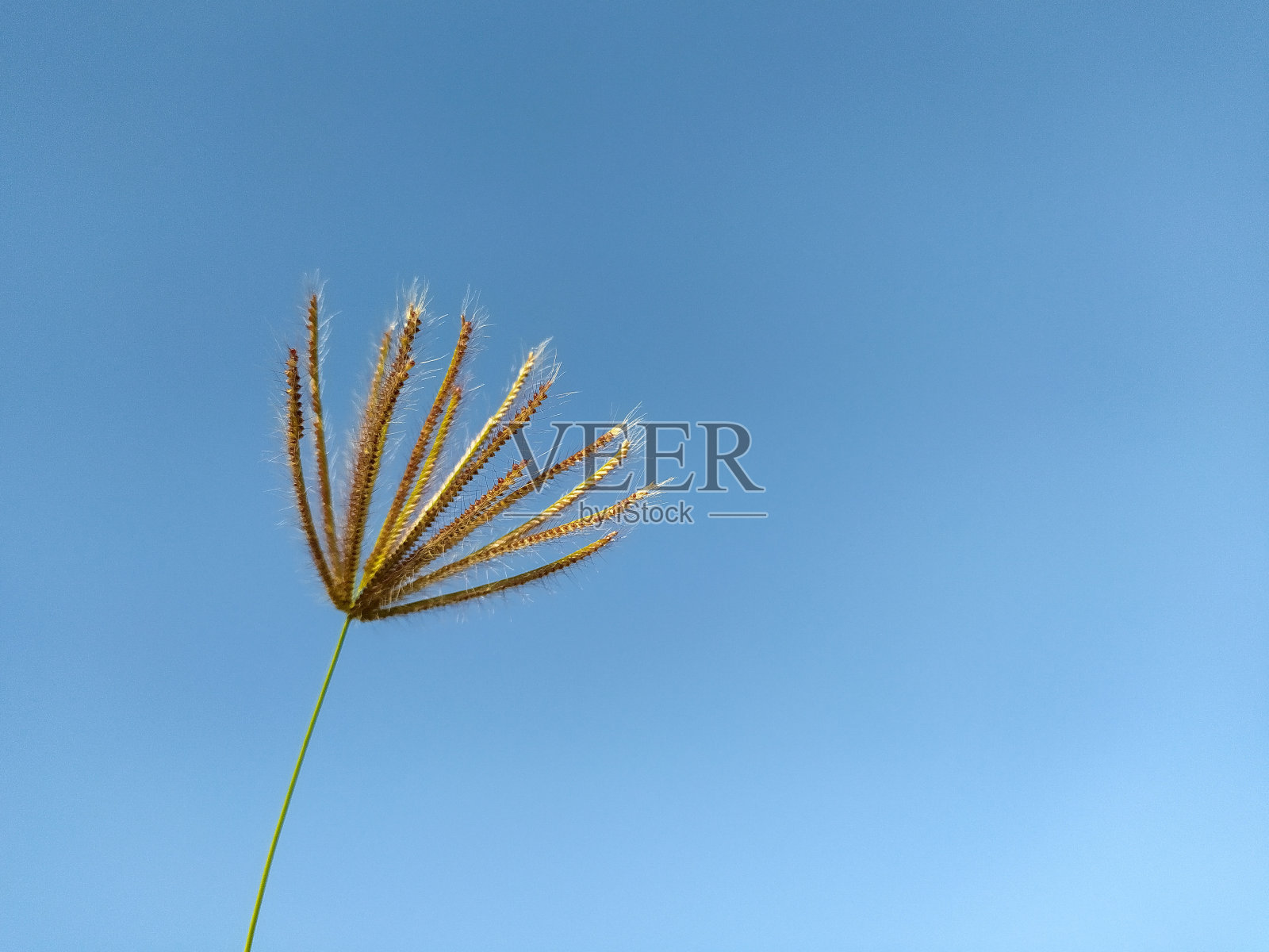 草与天空照片摄影图片